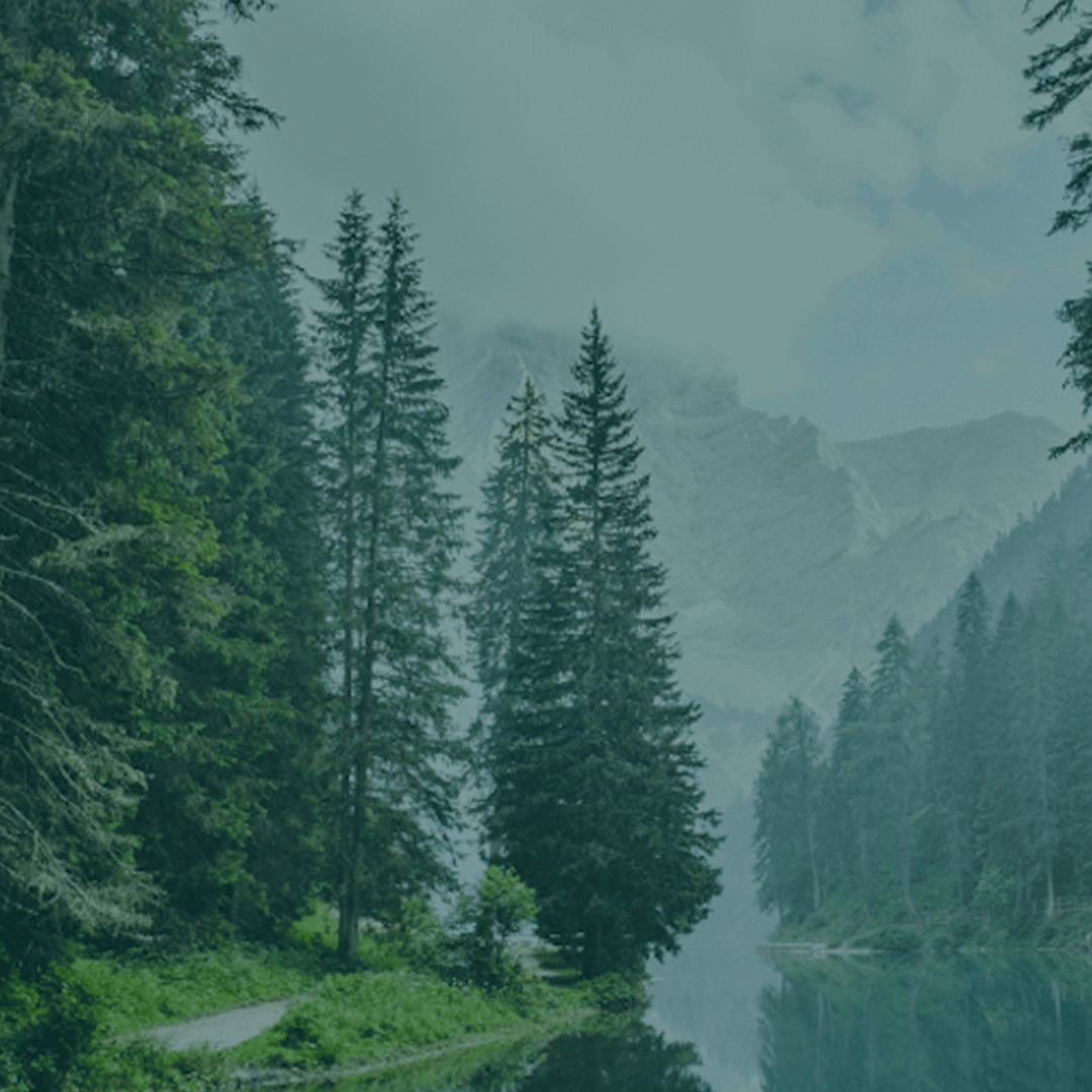 image of trees - sustainability